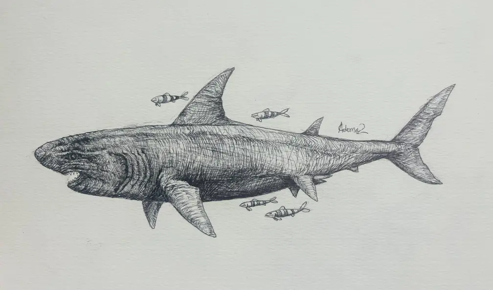 Antonio's black and white ballpoint pen drawing of a Great White Shark